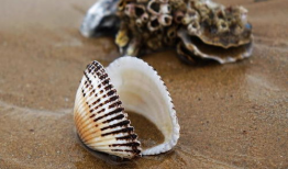 贝壳视频,探索房产新视角，解锁美好居住生活